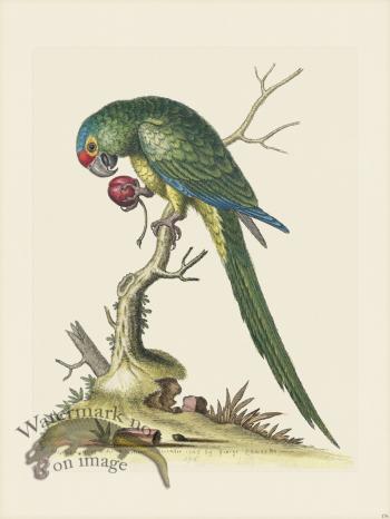 Edwards 176 R B-Headed Parrakeet